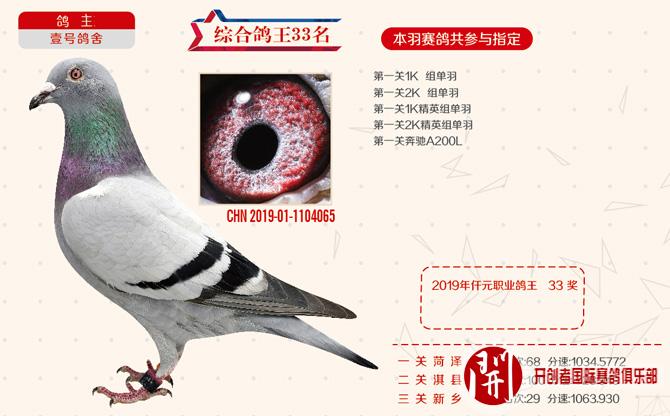 19年开创者"铁鹰三关"仟元特比环职业鸽舍综合鸽王前41名照片欣赏