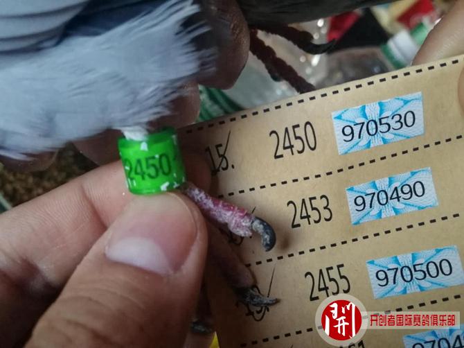 2020年世界杯开创者铁鹰四关首关前十名验鸽图片欣赏