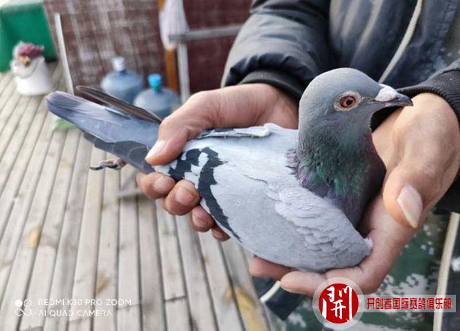 2020年开创者"铁鹰三关"仟元特比环第二关前十名验鸽图片欣赏