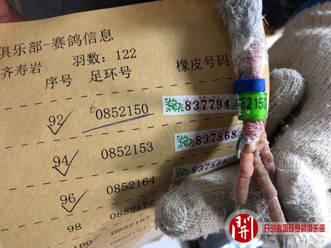 2020年开创者"铁鹰三关"仟元特比环前两关综合前十名验鸽图片欣赏
