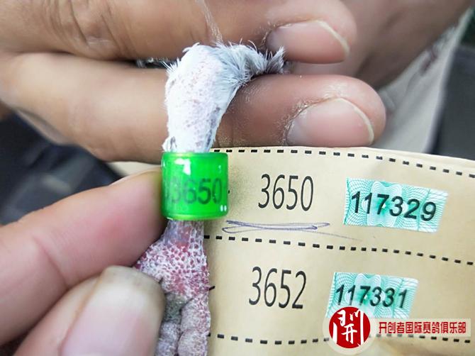 2020年世界杯开创者铁鹰四关四关综合前十名验鸽图片欣赏